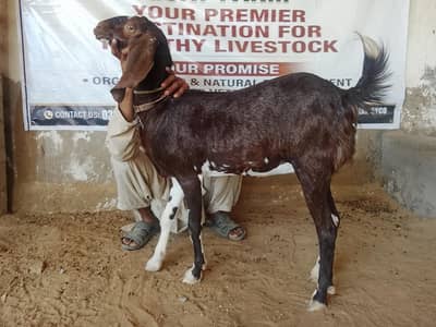 2 dant mundi bakari (urgent sale)