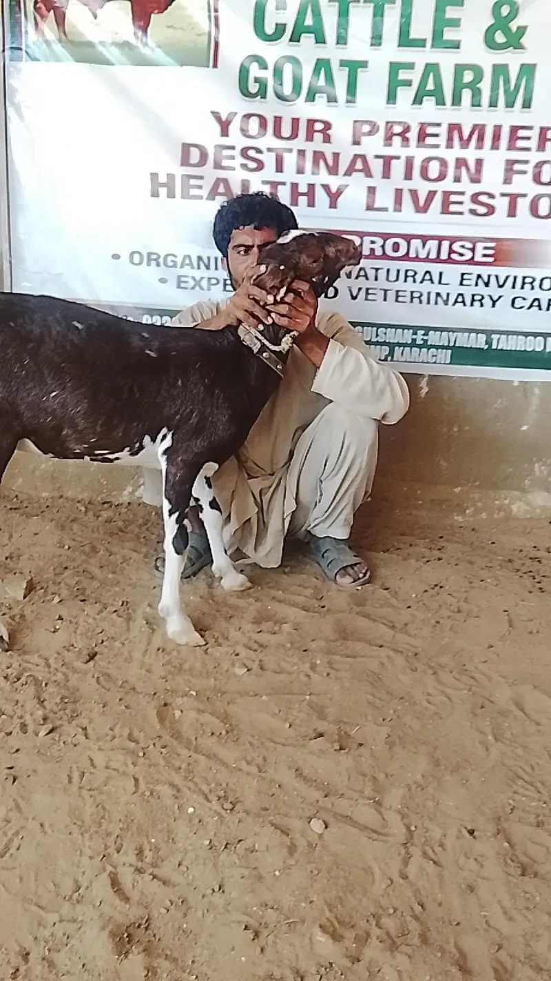 2 dant mundi bakari (urgent sale) — photo 2