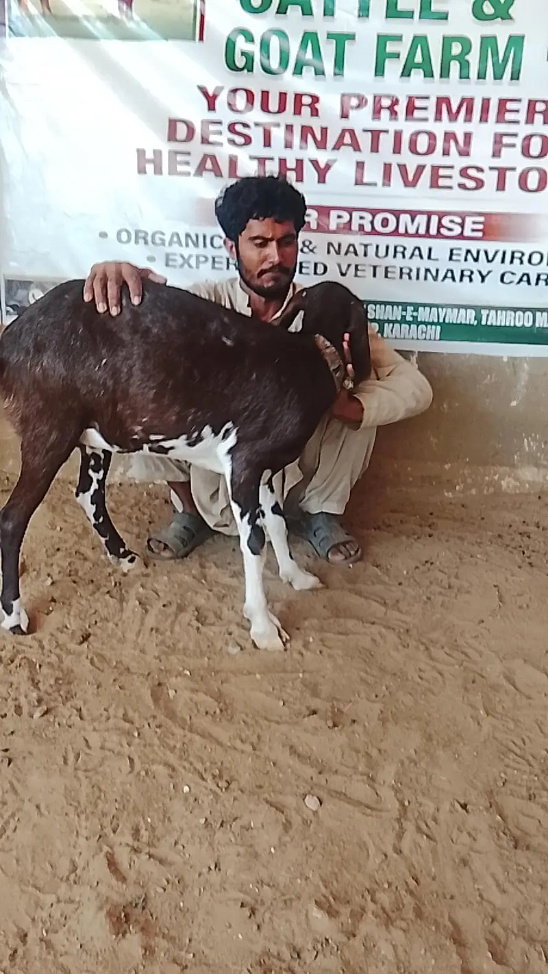 2 dant mundi bakari (urgent sale) — photo 3