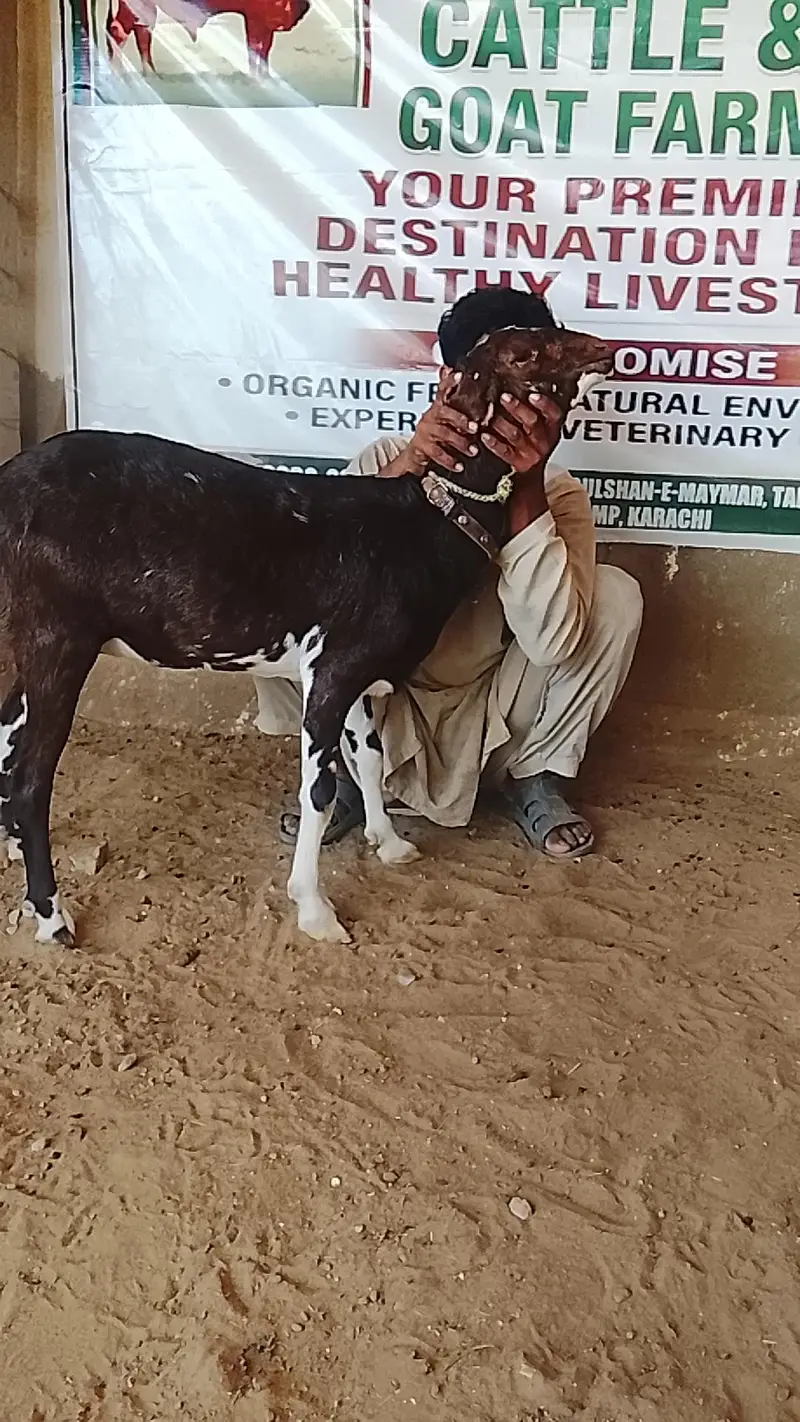 2 dant mundi bakari (urgent sale) — photo 4