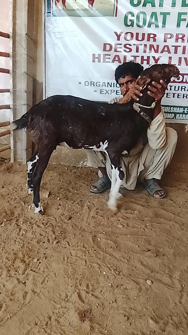 2 dant mundi bakari (urgent sale) — photo 6