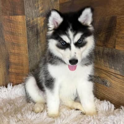 Siberian husky puppies dog for sale
