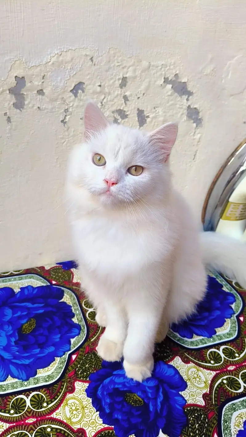 Beautiful Playful Cat Available for Adoption/Sale ===03166961935 — photo 3