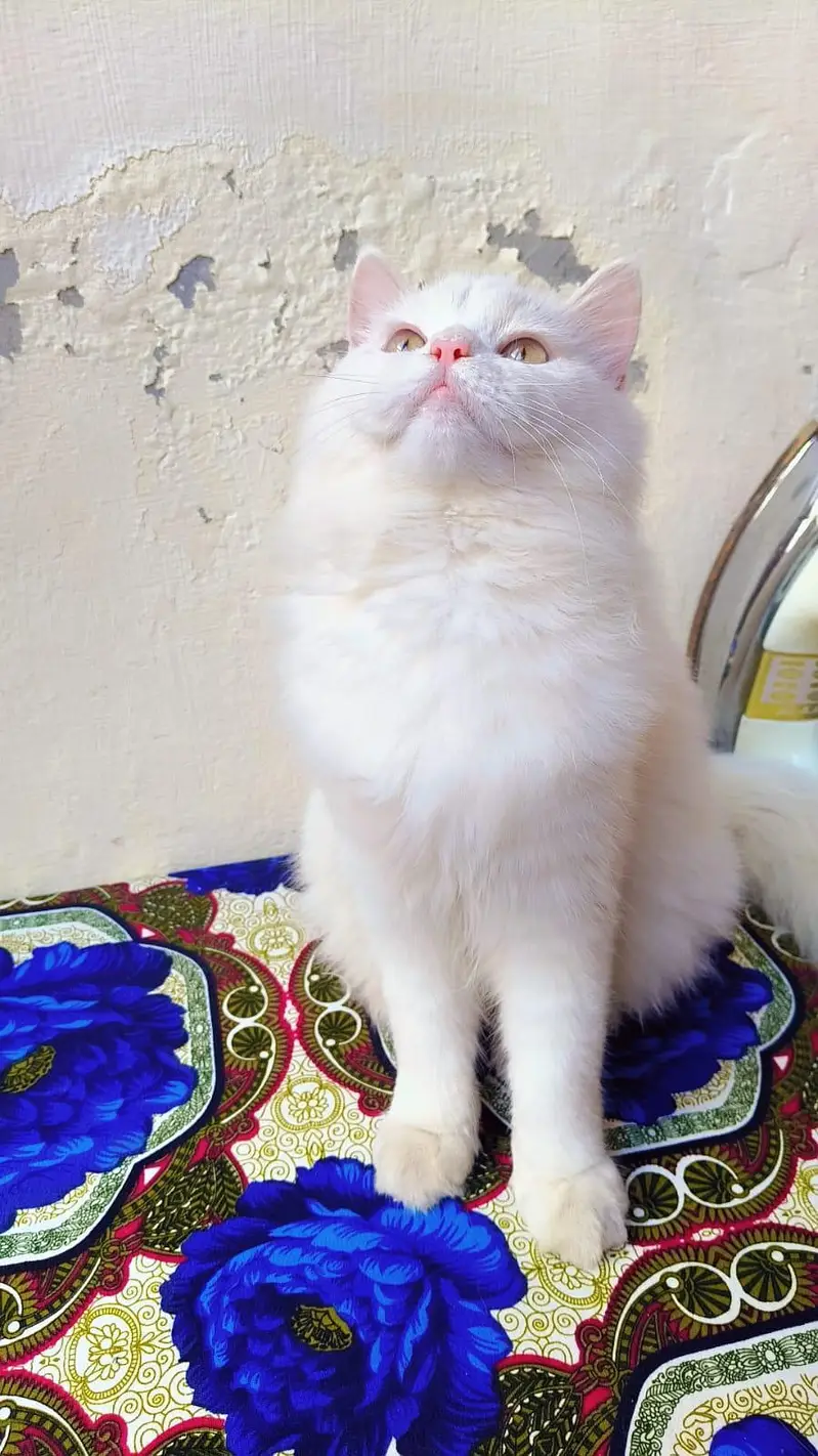 Beautiful Playful Cat Available for Adoption/Sale ===03166961935 — photo 4