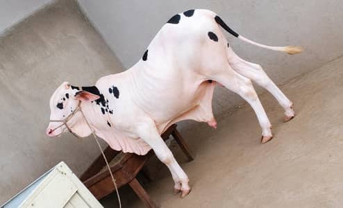 Cholistani Gulabi Nakhra Calf – Pure Breed, Healthy & Beautiful