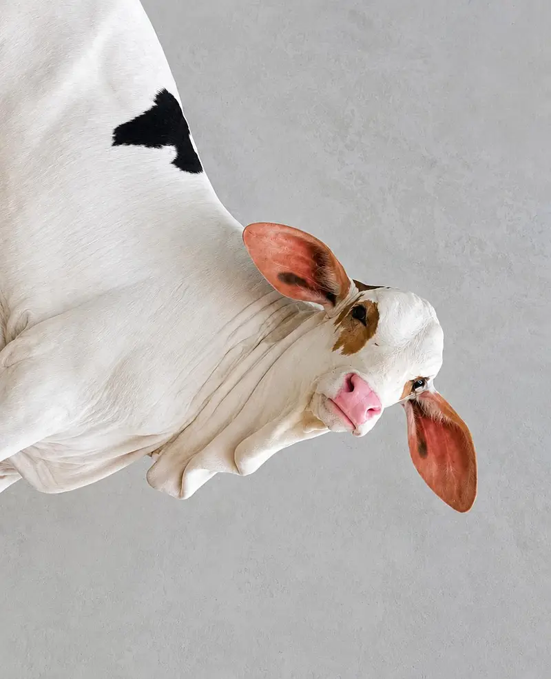 Cholistani Gulabi Nakhra Calf – Pure Breed, Healthy & Beautiful — photo 2