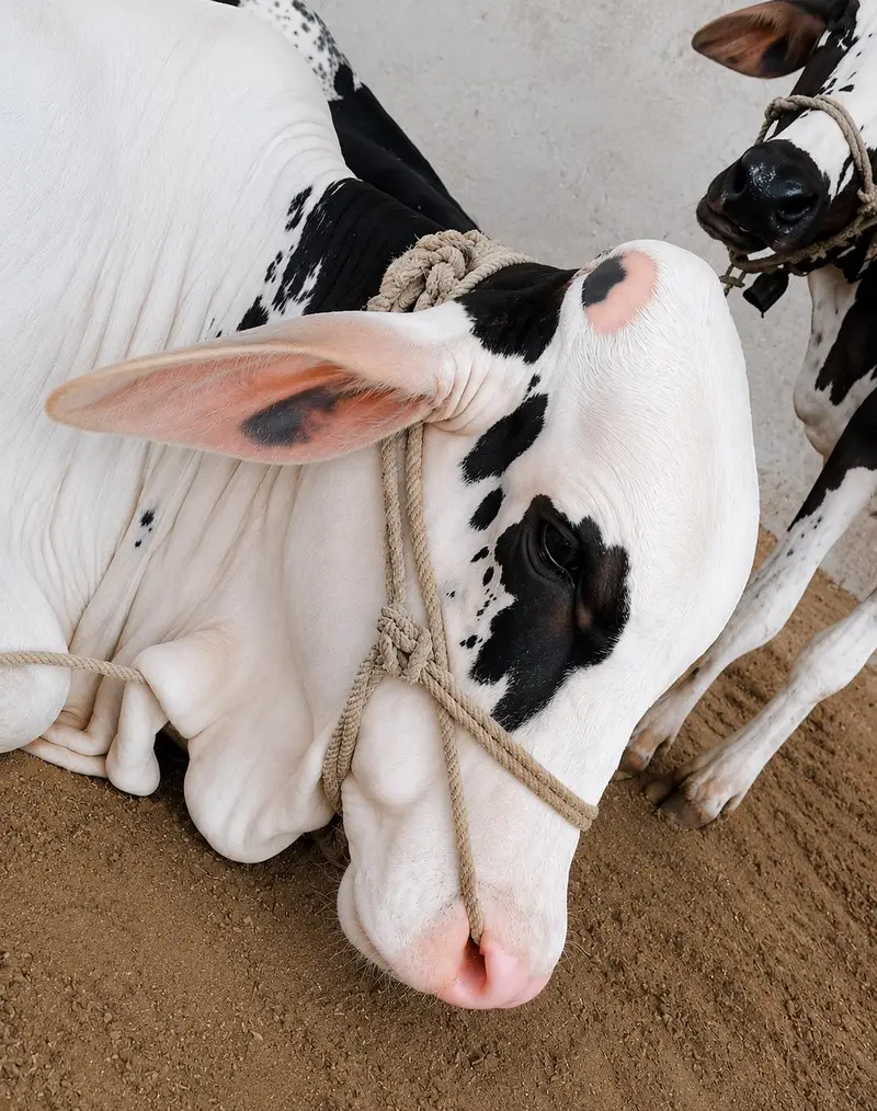 Cholistani Gulabi Nakhra Calf – Pure Breed, Healthy & Beautiful — photo 3