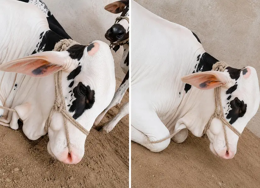 Cholistani Gulabi Nakhra Calf – Pure Breed, Healthy & Beautiful — photo 4