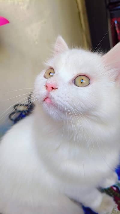 Beautiful Playful Cat Available for Adoption/Sale. ==03166961935==
