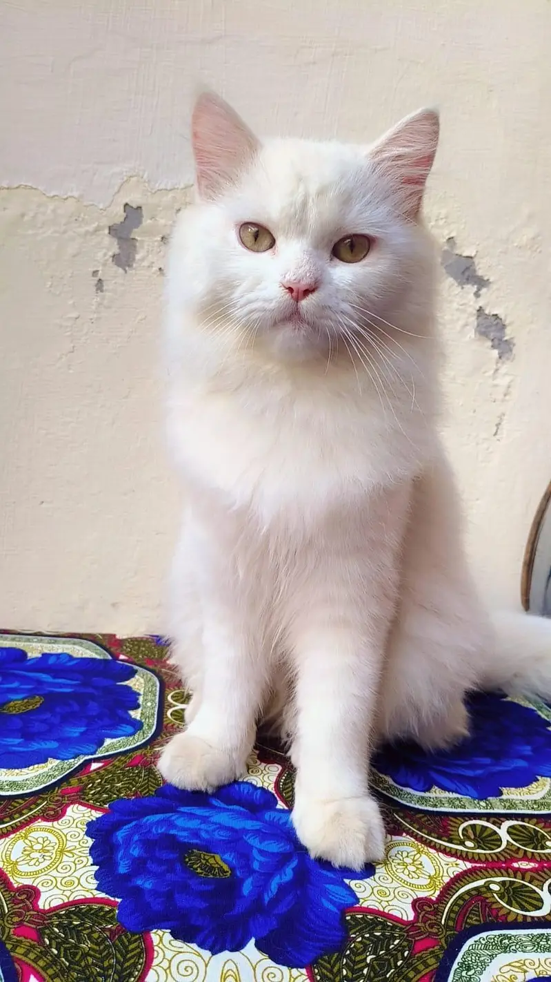 Beautiful Playful Cat Available for Adoption/Sale. ==03166961935== — photo 3