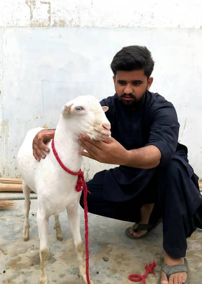 Tedda Bakra