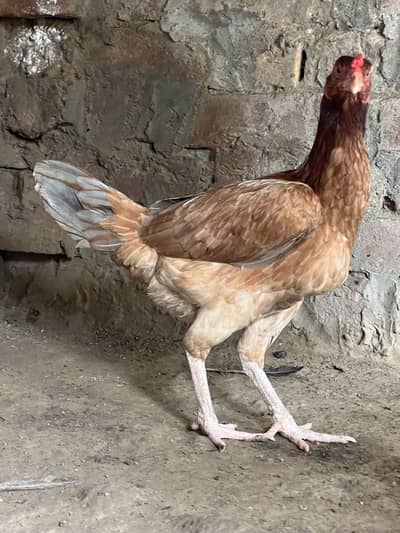 Aseel murgi for sale