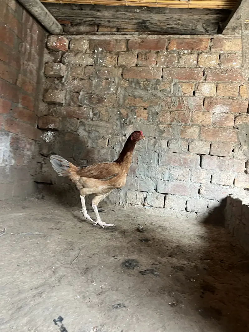 Aseel murgi for sale — photo 2