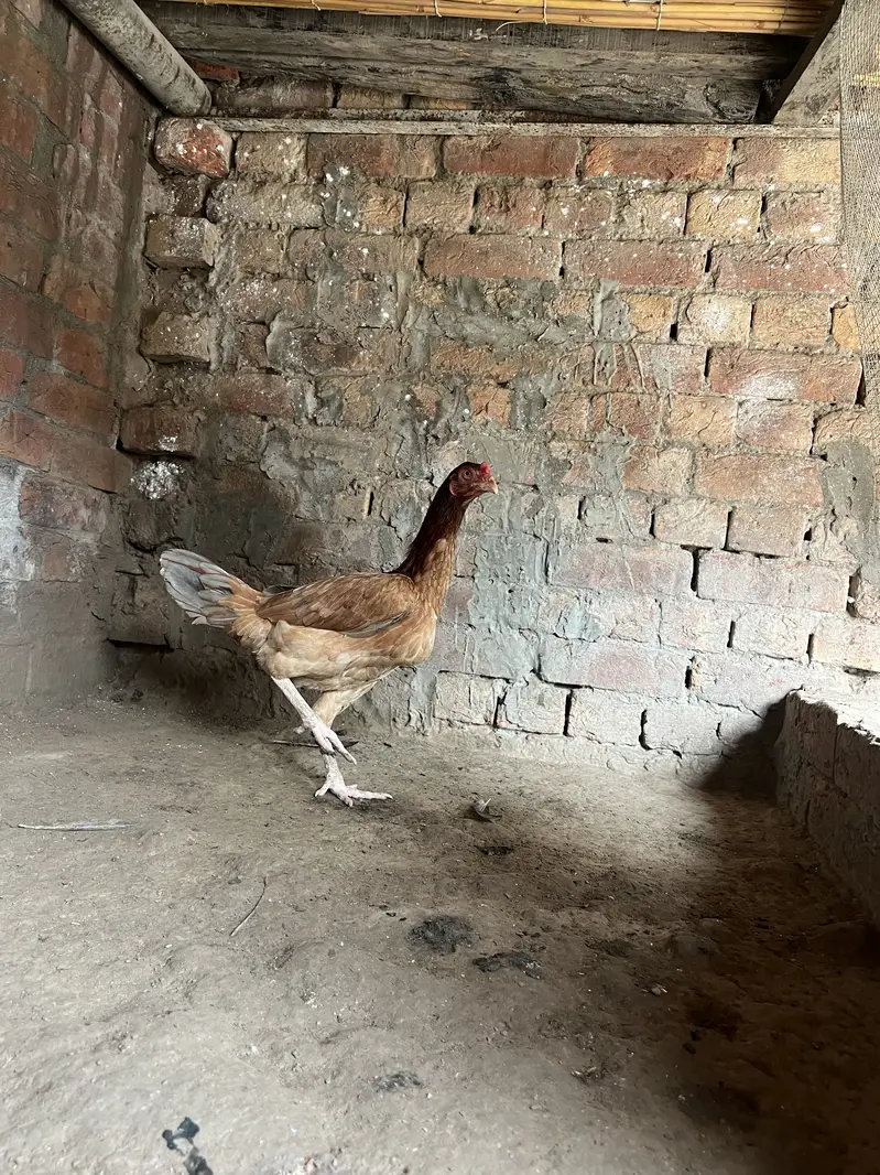 Aseel murgi for sale — photo 3