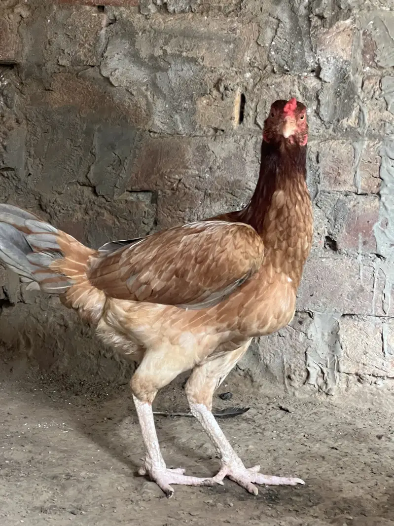Aseel murgi for sale — photo 4