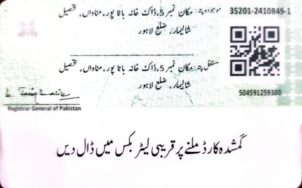 Aseel murgi for sale — photo 5