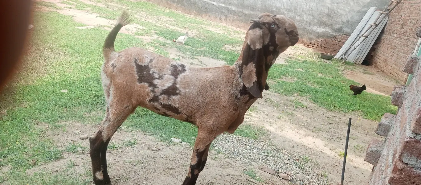 beetal path for sale in Jhelum — photo 2
