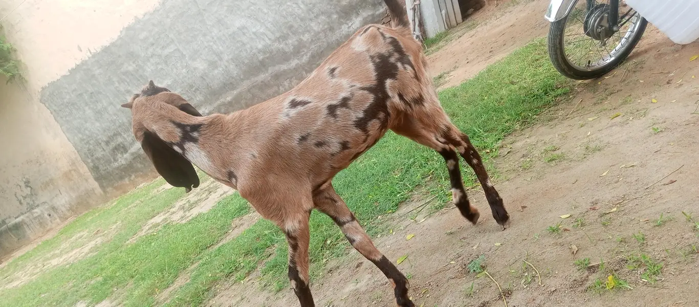 beetal path for sale in Jhelum — photo 4