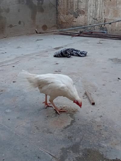 Heera Aseel trio pair 1 murgh . 3 murghiyan. Eggs laying