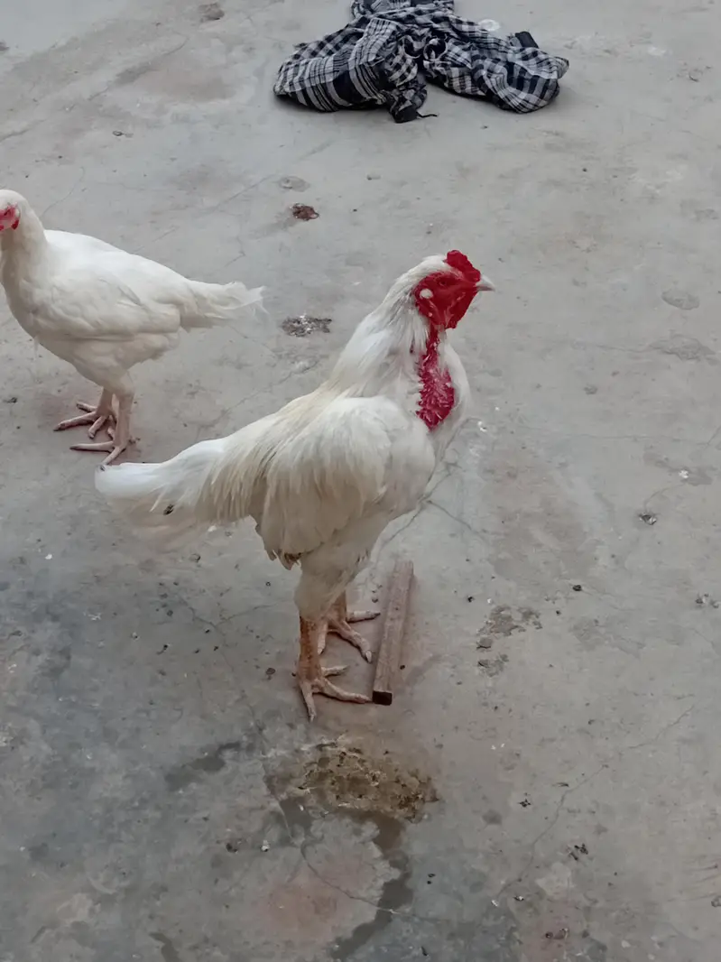 Heera Aseel trio pair 1 murgh . 3 murghiyan. Eggs laying — photo 2