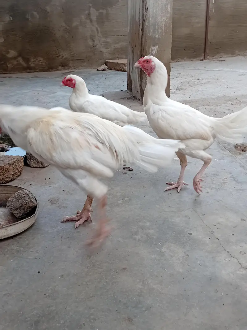 Heera Aseel trio pair 1 murgh . 3 murghiyan. Eggs laying — photo 3
