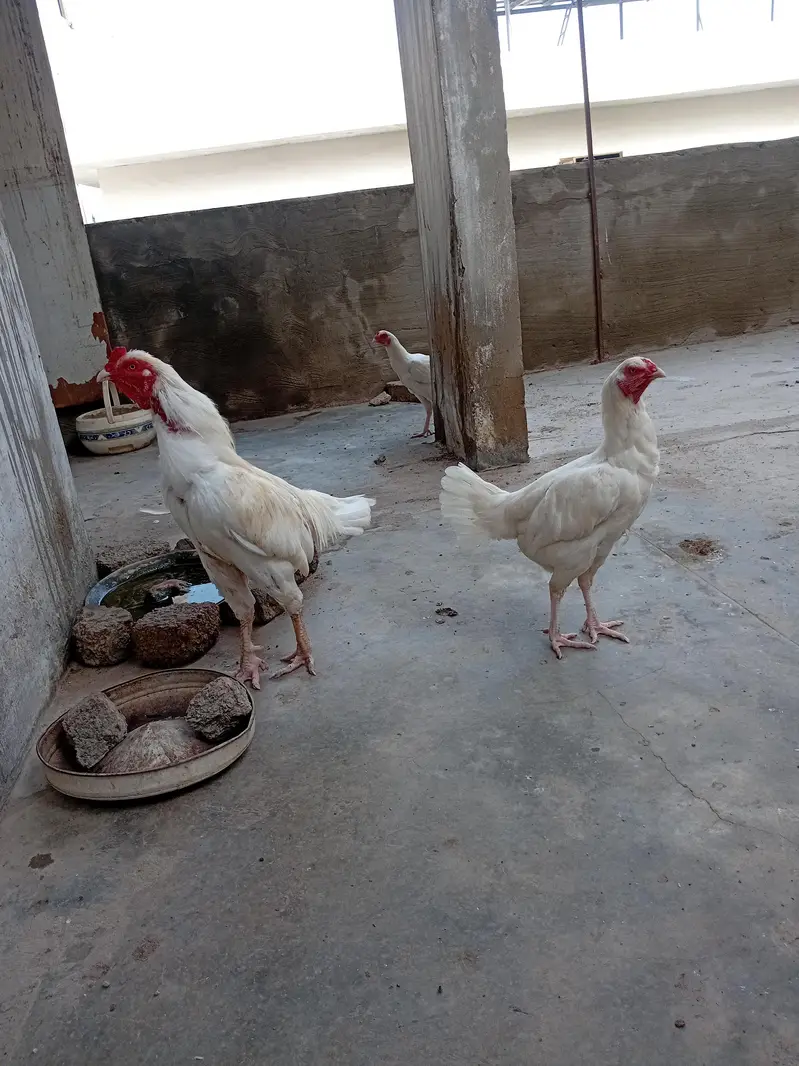 Heera Aseel trio pair 1 murgh . 3 murghiyan. Eggs laying — photo 4