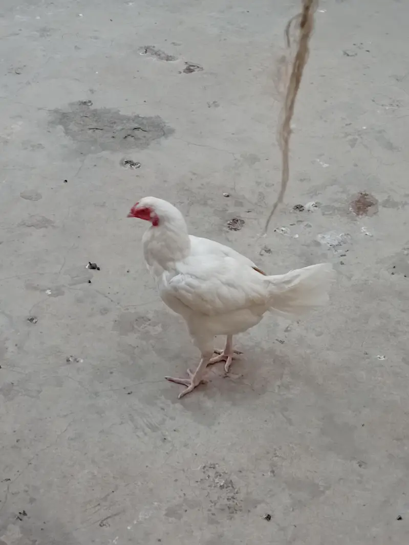 Heera Aseel trio pair 1 murgh . 3 murghiyan. Eggs laying — photo 5