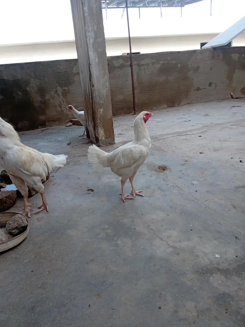 Heera Aseel trio pair 1 murgh . 3 murghiyan. Eggs laying — photo 6