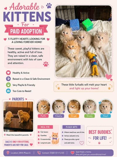 Persians Kittens 18.5 k  for each kitten