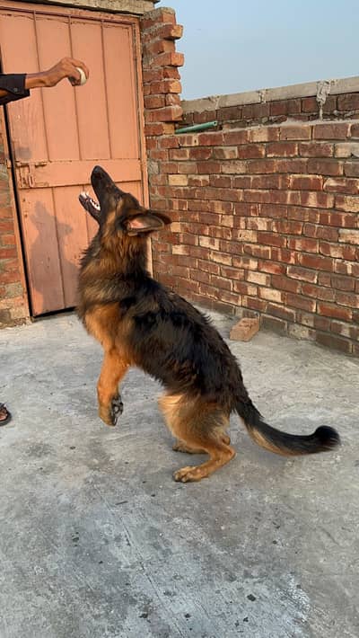 long corted breed