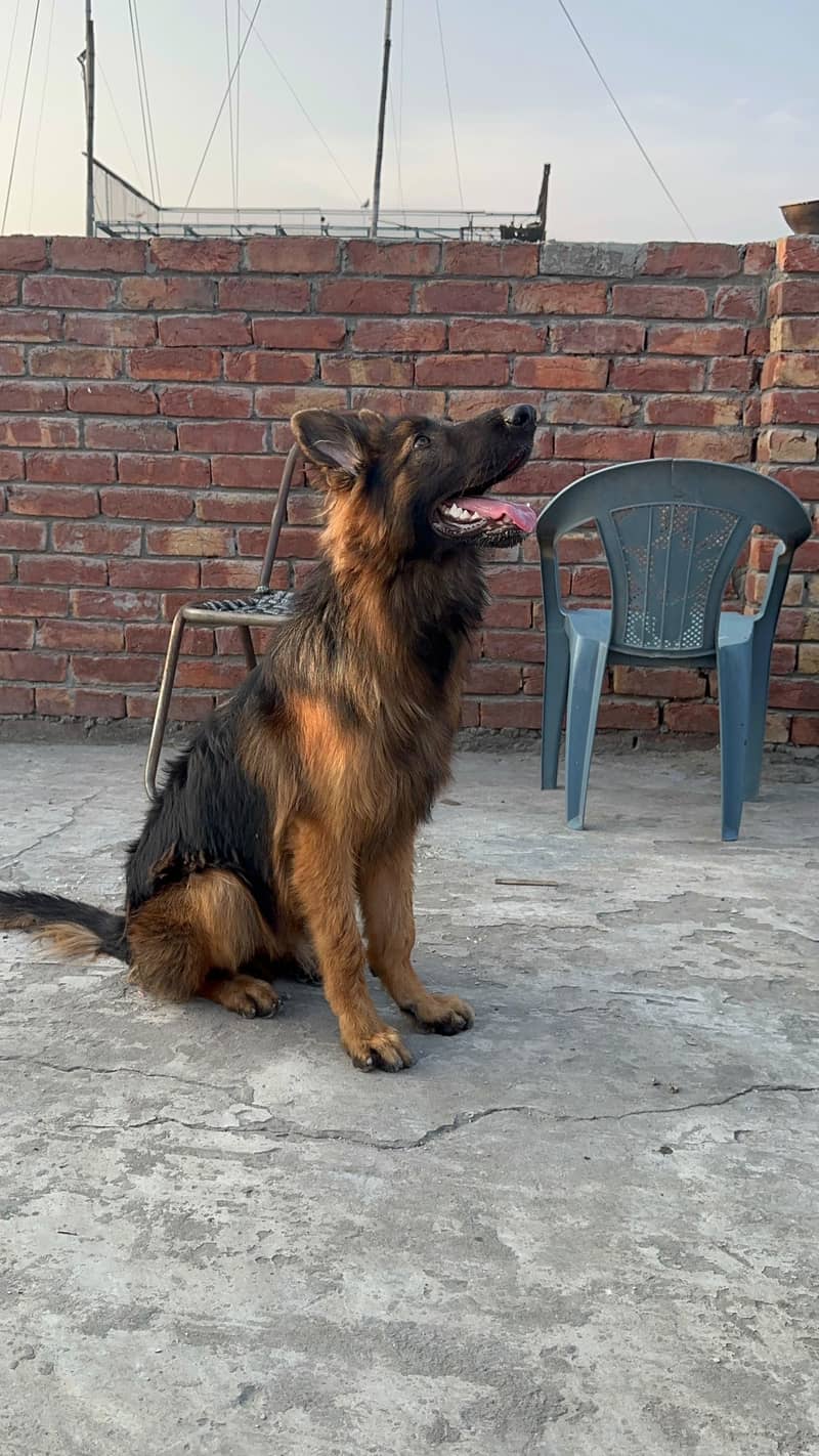 long corted breed 1