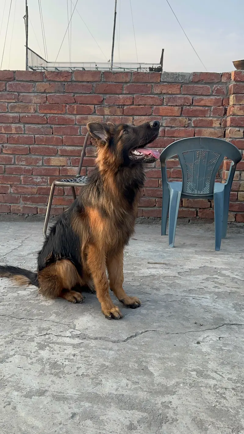 long corted breed — photo 2