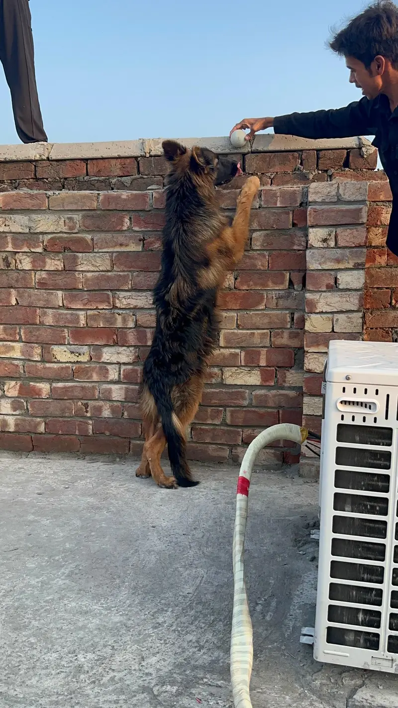 long corted breed — photo 3