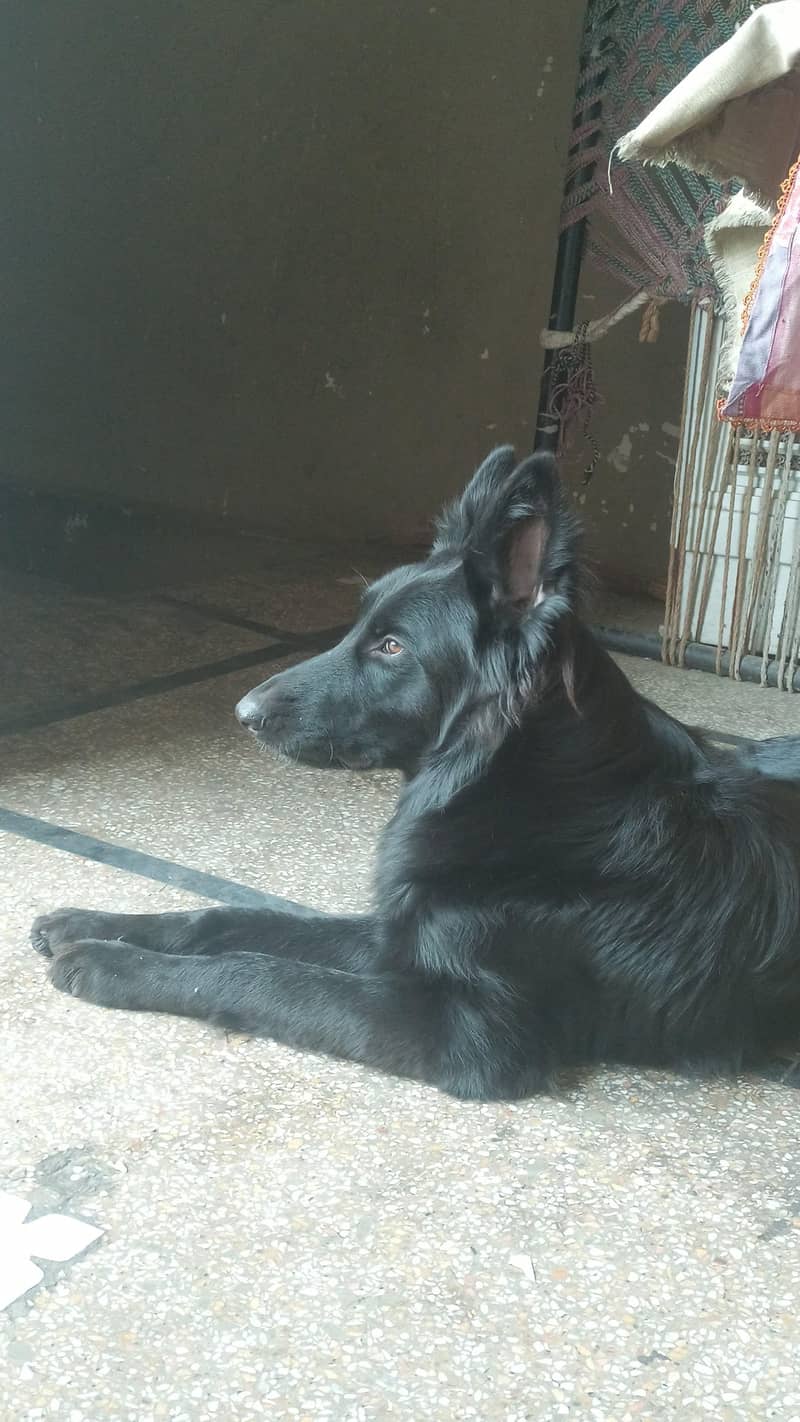 long corted breed 3