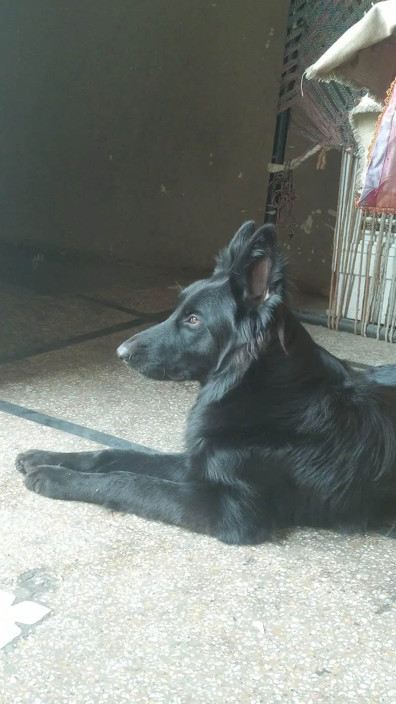 long corted breed — photo 4