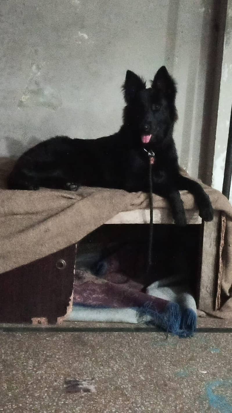 long corted breed 4