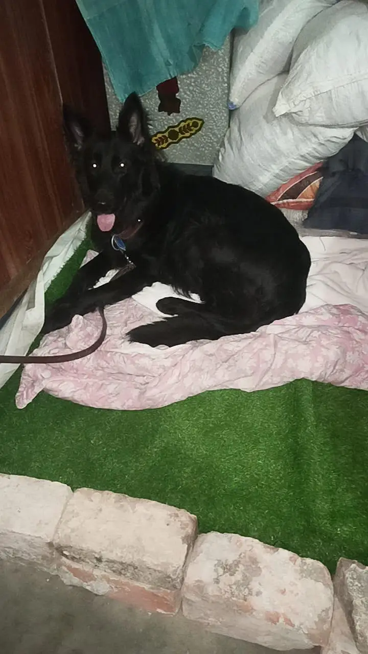 long corted breed — photo 6