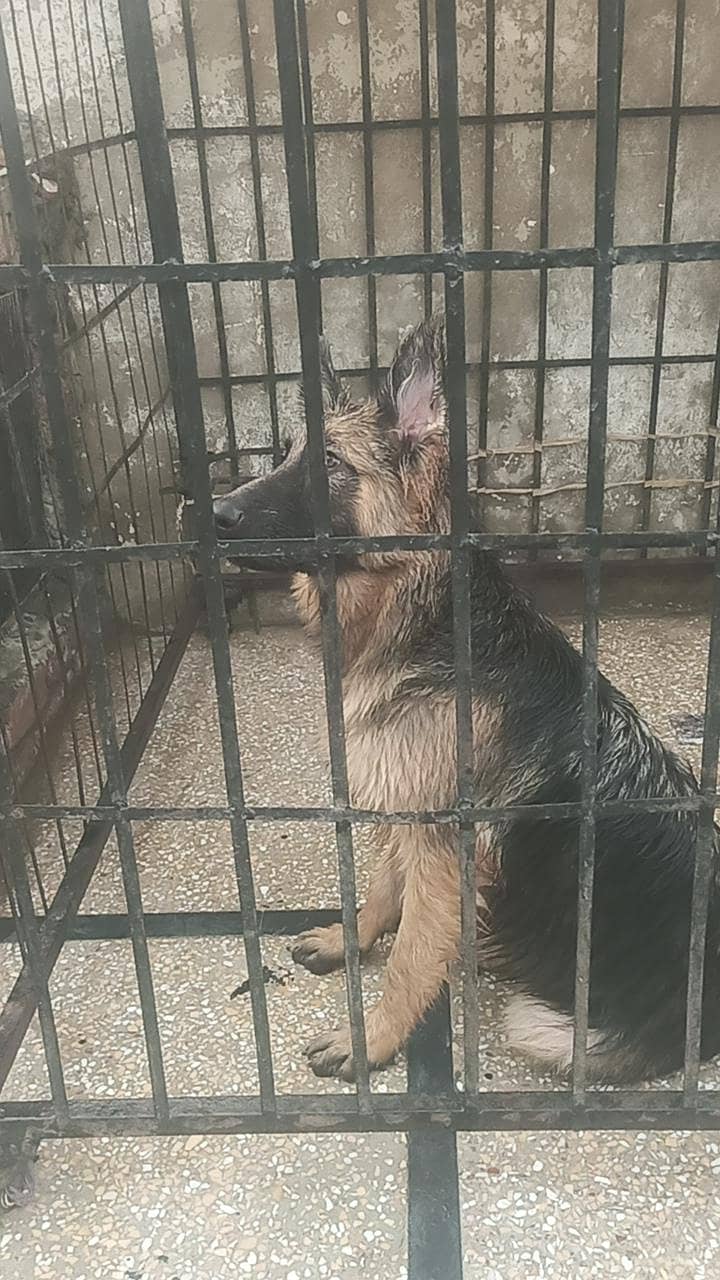 long corted breed 6