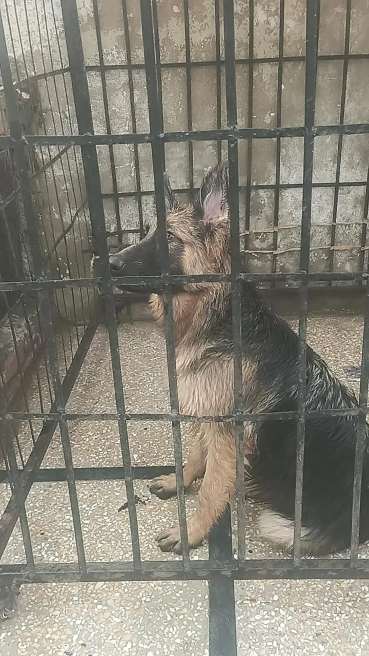 long corted breed — photo 7