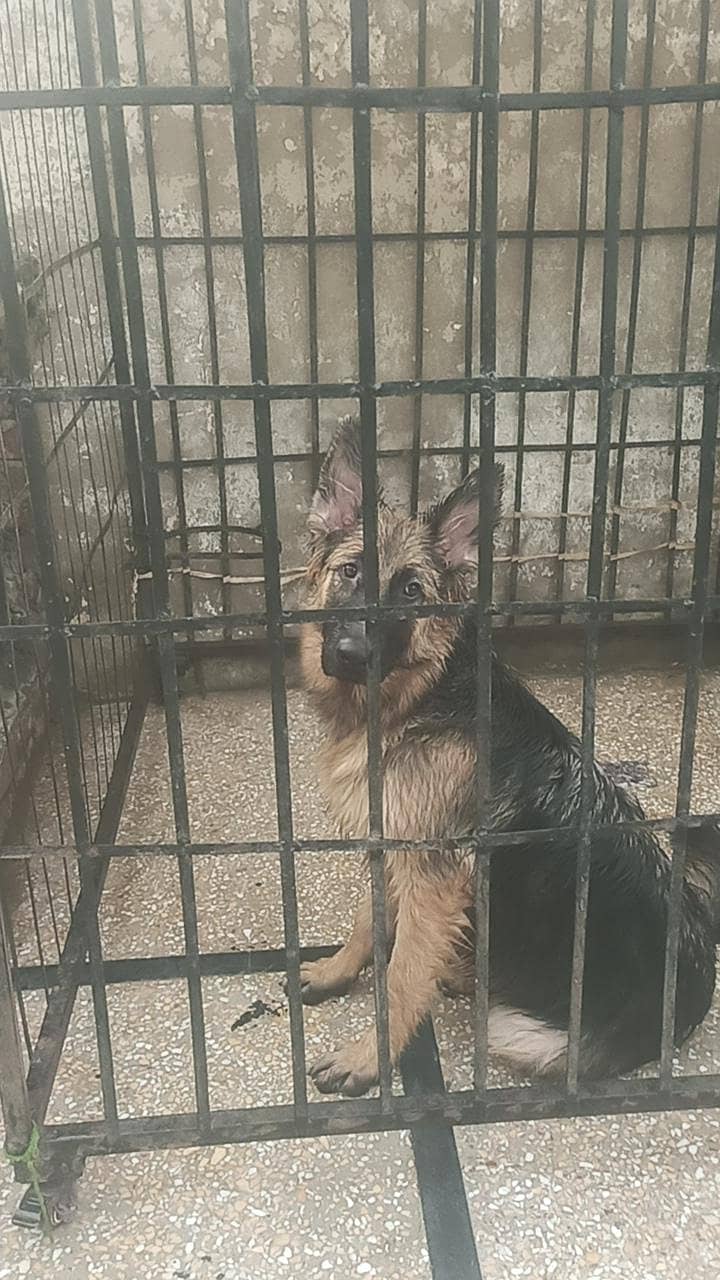 long corted breed 7