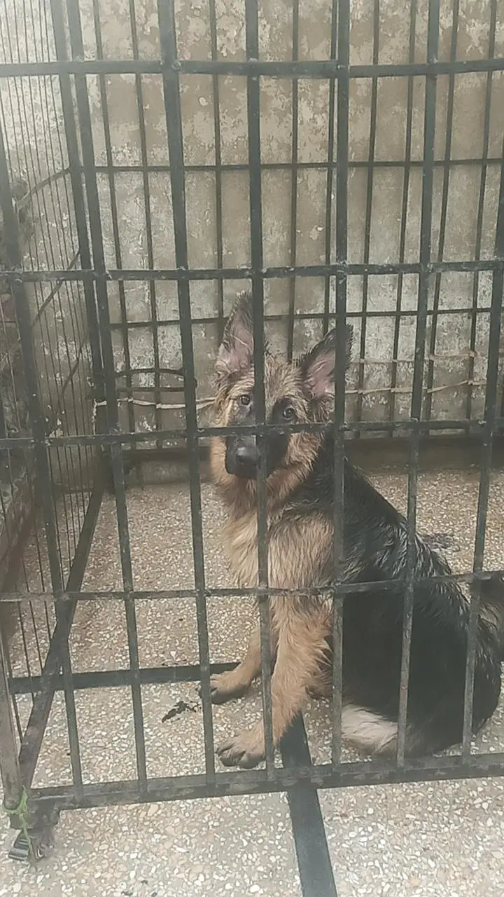 long corted breed — photo 8