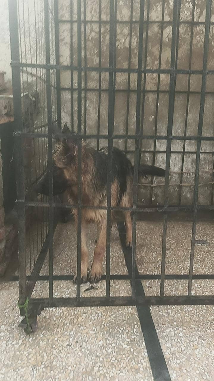 long corted breed 8