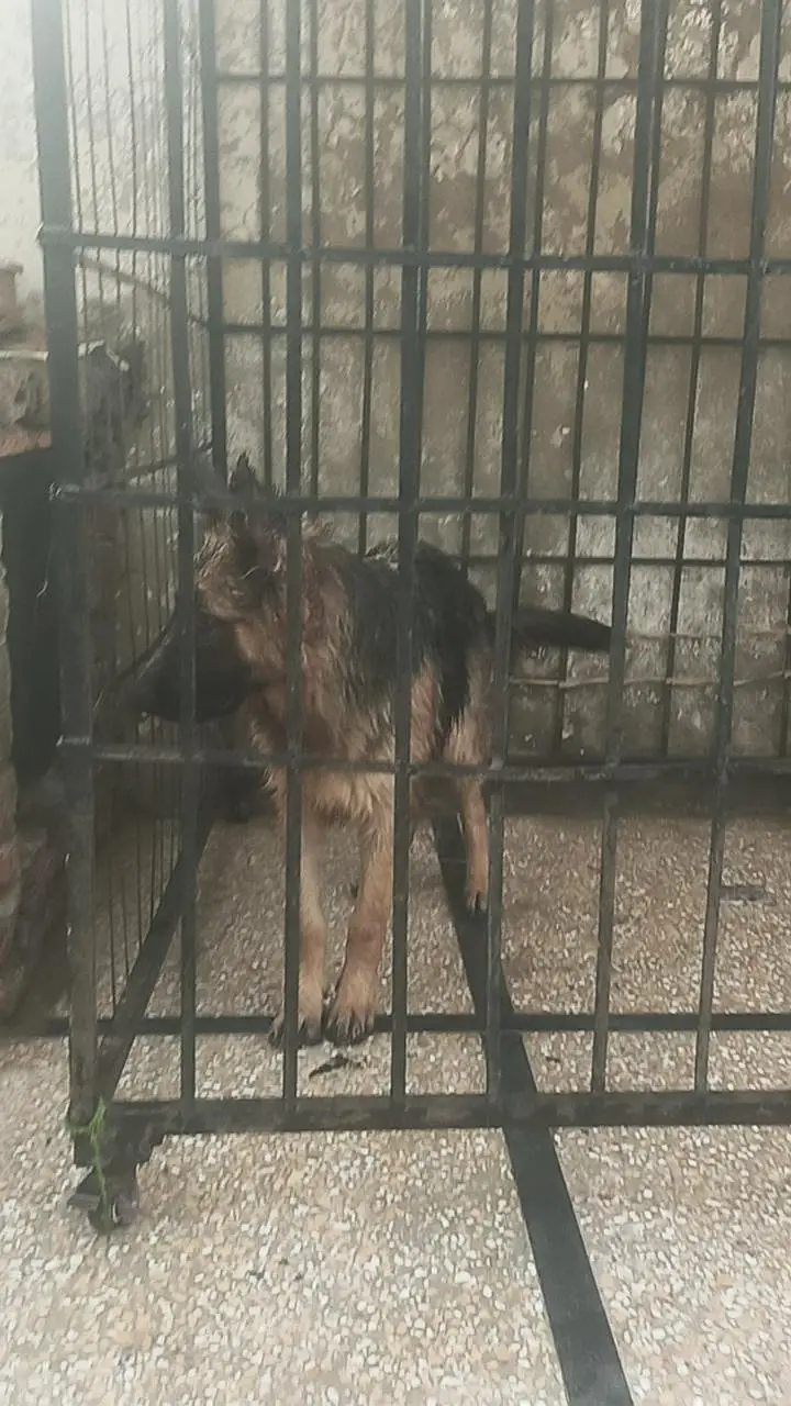 long corted breed — photo 9