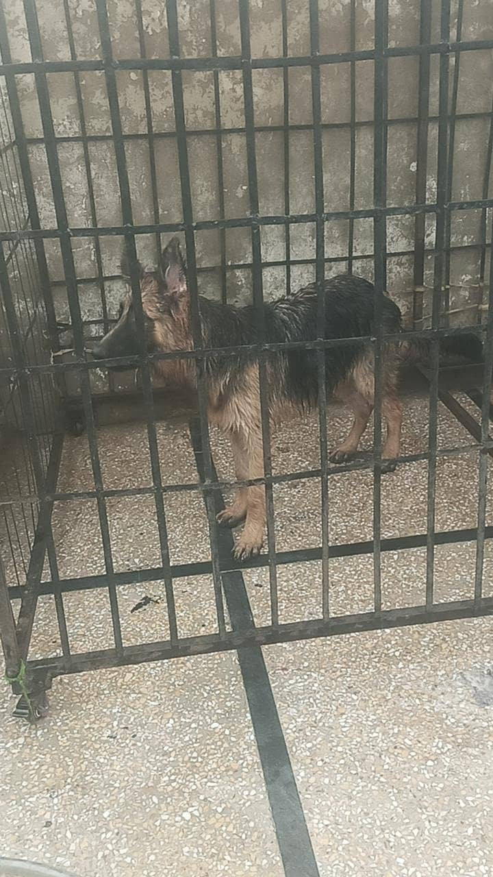 long corted breed 9
