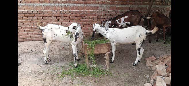 PURE NAGRI MKHI CHNI BREED FOR SALE