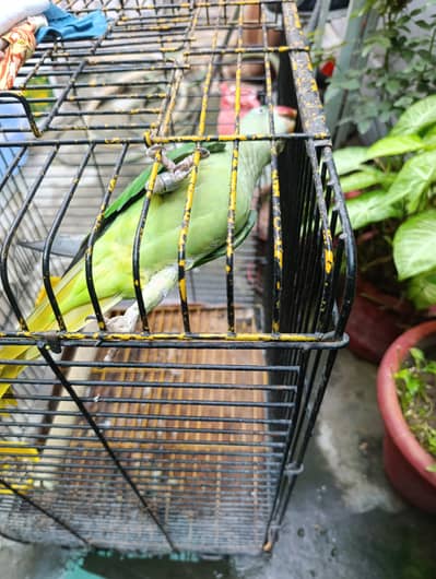 Raw Talking parrot