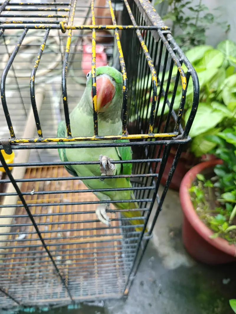 Raw Talking parrot — photo 2