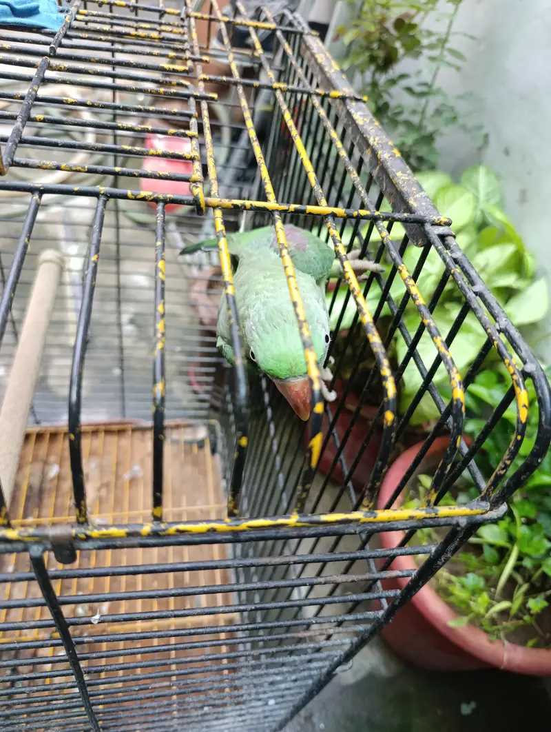 Raw Talking parrot — photo 3