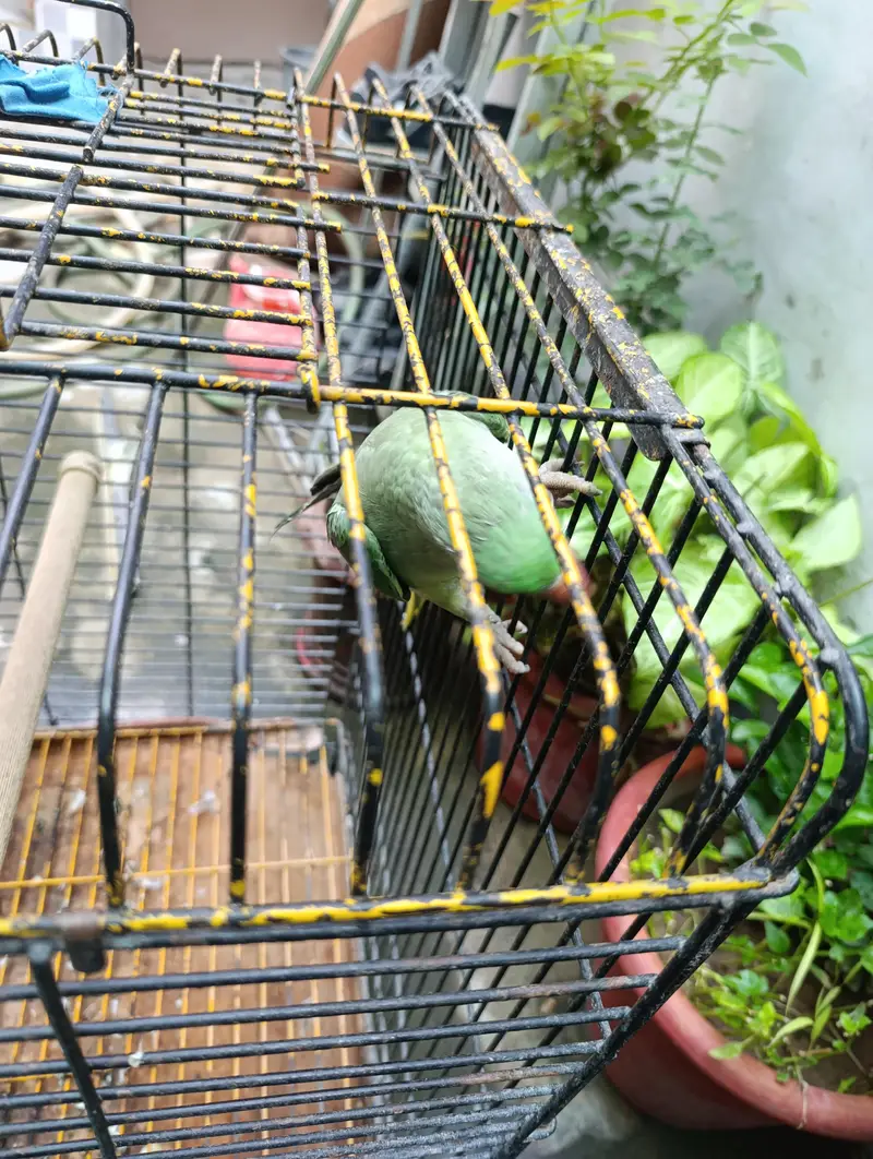 Raw Talking parrot — photo 4