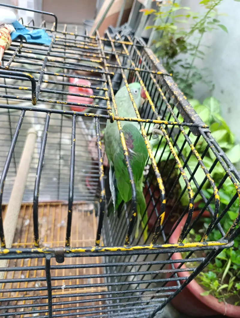 Raw Talking parrot — photo 5
